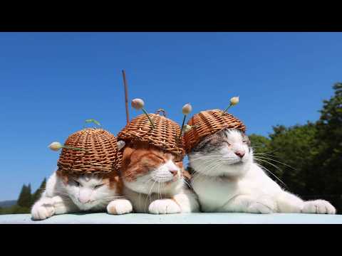 あさつきの蕾 のせ猫 260617