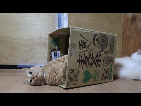 香ばしい麦茶　box and cat　260127 サムネイル