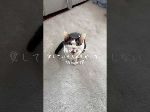 猫が本気で愛している人にしかしない行動3選 猫 ねこ 保護猫 猫のいる暮らし 猫動画 猫好きさんと繋がりたい 猫のいる… サムネイル