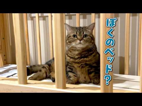ベビーベッドを組み立てたら赤ちゃん気分の愛猫が早速使い始めました！ サムネイル