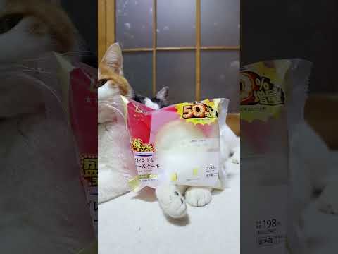 盛りすぎ！プレミアムロールケーキ　260201　のせ猫　 cat cute ねこ　 猫のいる暮らし　 cutecat… サムネイル
