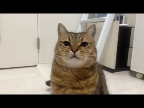 このぽちゃっとした猫がこの後まさかの大ジャンプを魅せます サムネイル