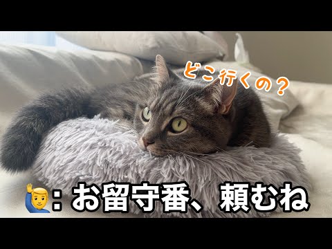 出掛ける前に猫にイタズラしてみた結果w サムネイル