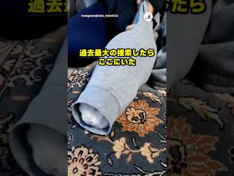 ここにいたのか!?|PECO