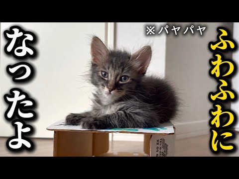 【お風呂】保護した子猫をシャンプーしたらパヤパヤ加減が増してしまいました