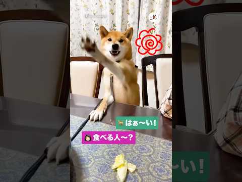 👩🏻「食べる人？」🐕「はあーい」｜PECO サムネイル