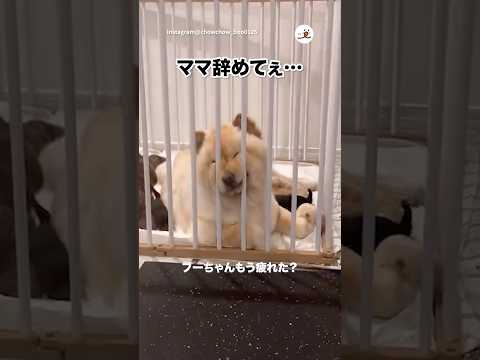 出産後3日目、ママやめたい界隈｜PECO サムネイル