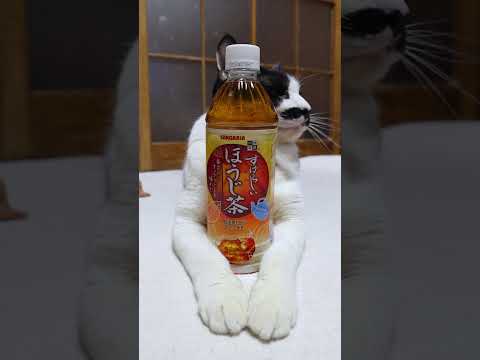すばらしい ほうじ茶　260401　のせ猫　 cat　 cute  猫のいる暮らし　 ねこ　 ネコ　 猫　　 cute… サムネイル