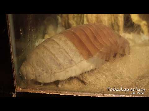 《鳥羽水族館》［ダイジェスト版］ダイオウグソクムシ32号 脱皮ライブ配信のその後 サムネイル