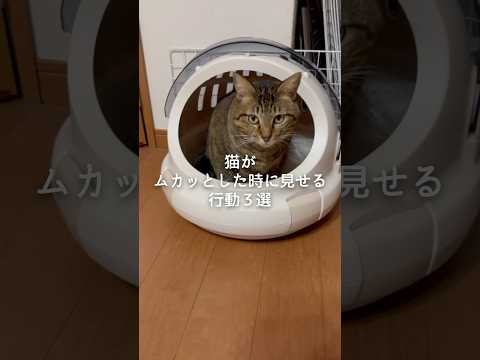 猫がムカッとした時に見せる行動3選 猫 ねこ 猫のいる暮らし 保護猫 猫動画 猫好きさんと繋がりたい VOICEVOX…