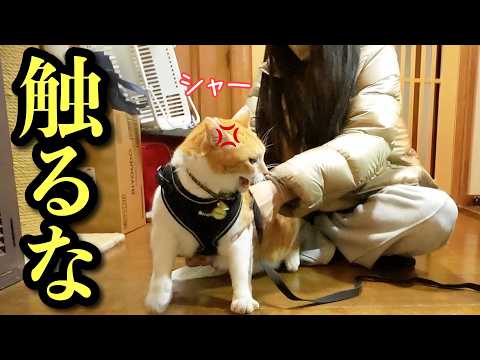 話題の猫行動！愛猫に初めて激怒された理由とは？