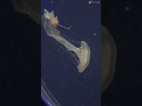 ＜えのすい生まれ＞ インドネシアンシーネットル サムネイル