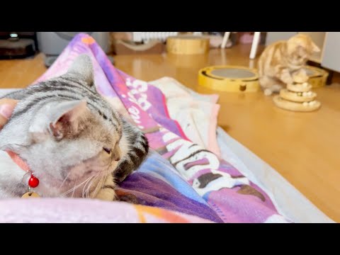 あいちゃんの後ろでずっとがんばってるちゃーぼー サムネイル