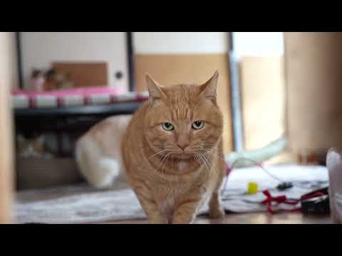 もふもふ入室　260304 サムネイル