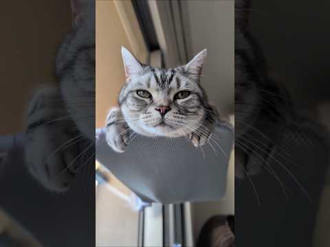 アメショーのラッテ アメショ アメリカンショートヘア 猫と暮らす家＃猫との暮らし猫