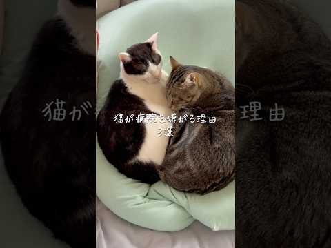 猫が病院を嫌がる理由3選 猫 ねこ 猫のいる暮らし 保護猫 猫動画 猫好きさんと繋がりたい 雑学 豆知識 VOICEV… サムネイル
