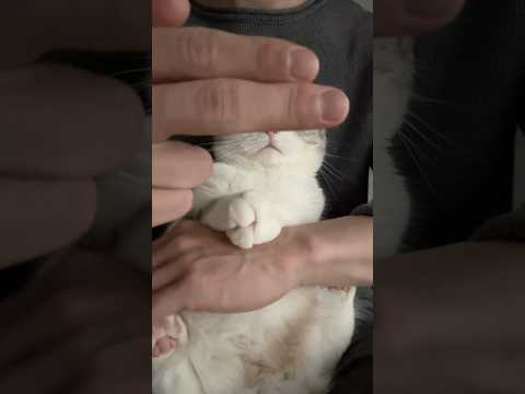 😺？ cat 猫 サムネイル