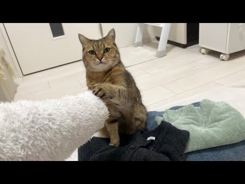 ママが洗濯物を畳んでいると必ず上に乗って邪魔する妨害猫 サムネイル