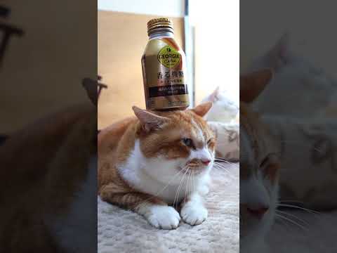 ジョージア 香る微糖　260227　のせ猫　 cat cute kitten　 猫のいる暮らし　 cutecat　 ね… サムネイル