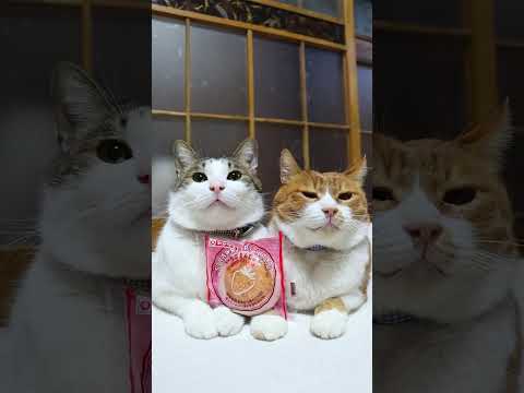 いちごまんじゅう（福岡県産あまおう苺）　251220　#のせ猫　 #cat #cute #ねこ #ねこ #猫のいる暮ら…