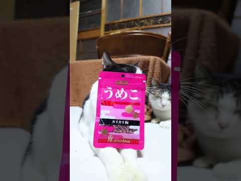 うめこ　260121　のせ猫　うめこ　 cat cute cutecat　 pets ネコ funny　 animal… サムネイル