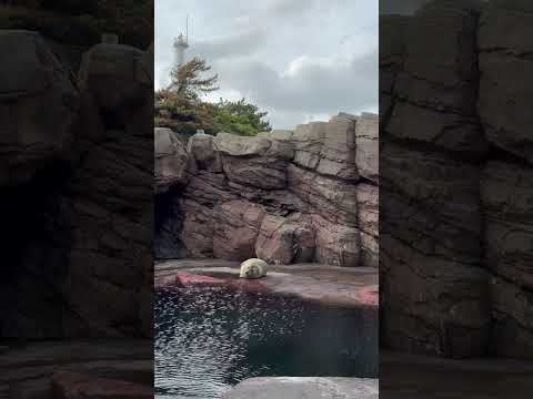 今日も一日お疲れさまでした🍃※音量注意 ゴマフアザラシ shorts 加茂水族館