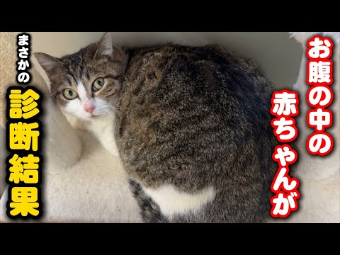 妊婦猫を病院に連れて行ったら、まさかの診断結果が… サムネイル