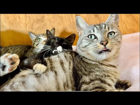 99%が5分で眠くなる😴 猫のゴロゴロCAT×Water Wood ASMR サムネイル