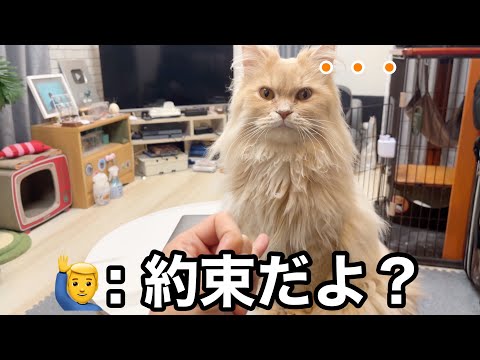 パパがお願いしたら、猫がちゃんと応えてくれました サムネイル