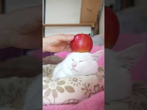 ジョナゴールド りんご のせ猫　260120　　のせ猫　 cat cute cutecat　 pets ネコ funn… サムネイル