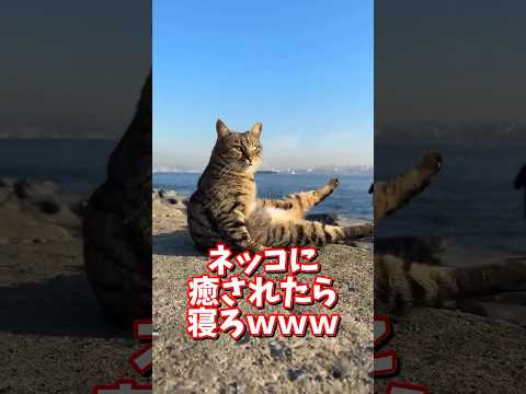 ネッコの動画で癒されたら寝ろｗｗｗ　2ch  動物  猫 癒やし ねこ動画 サムネイル