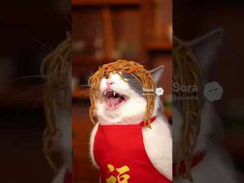 AIcatshorts funny catkitten サムネイル