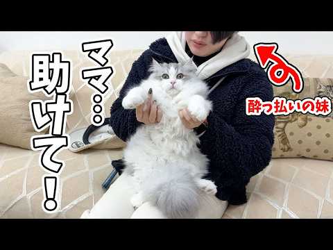 突然遊びに来た酔っ払いの妹に捕まった子猫がこうなりました…w