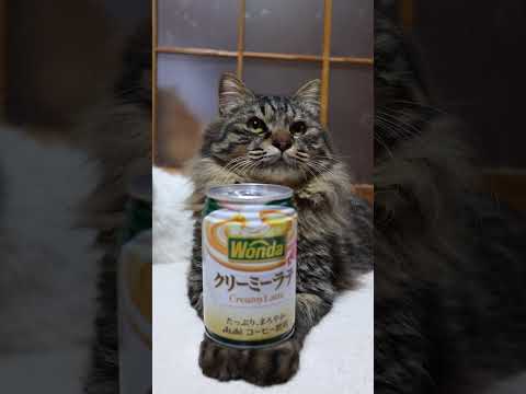 ワンダ クリーミーラテ　260519　 cat のせ猫 cute　 ワンダ ねこ ネコ　 猫　 クリーミーラテ kit… サムネイル