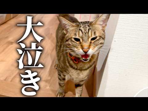 救急車で運ばれた飼い主を心配して大泣きする猫に全力で謝罪します…。 サムネイル