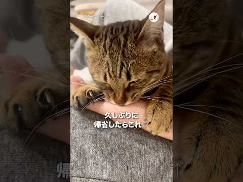 久しぶりに帰省してこれ｜PECO サムネイル