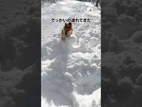 柴が雪だるま連れてきた｜PECO サムネイル