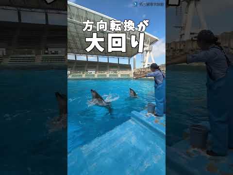 バンドウイルカとカマイルカの動き方の違い shots 名古屋港水族館 サムネイル