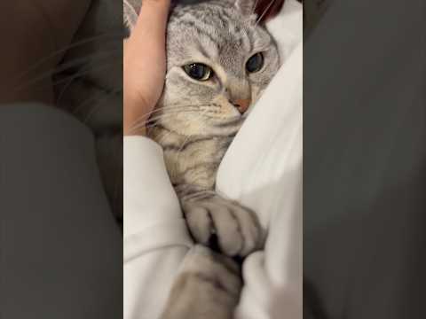 飼主帰宅で全力で愛でられるマンチカンが可愛すぎる...!! cat 猫 サムネイル