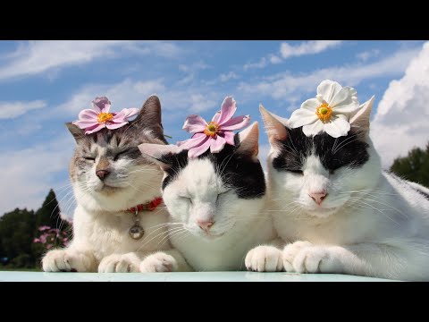 こたつの猫たち がライブ配信中！2026年2月28日 サムネイル