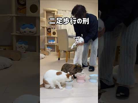 他の猫のご飯を奪う子はこうなりますw shorts サムネイル