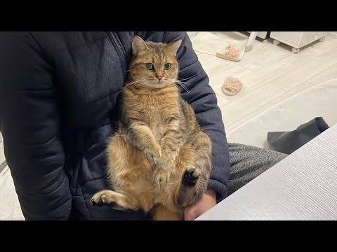 膝の上に大胆に座って暖をとる猫がぬいぐるみすぎた… サムネイル