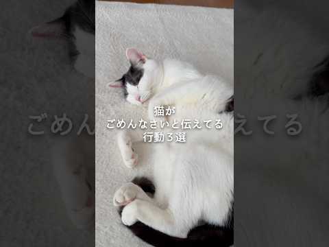 猫がごめんなさいと伝える行動3選 猫 ねこ 猫のいる暮らし 猫のいる生活 保護猫 猫好きさんと繋がりたい 雑学 豆知識… サムネイル