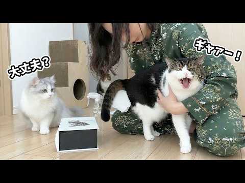 肛門腺を絞られて落ち込む兄猫を心配する子猫が可愛い！ サムネイル