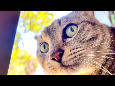 いつも優しい猫がガチギレしたらこうなる サムネイル