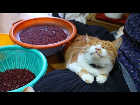 話題の猫たちが小豆選別する神回