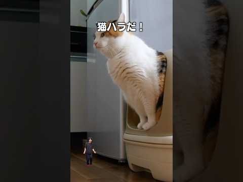 アルバム9曲目『猫ハラ』|フルはApple Musicほか音楽アプリへ