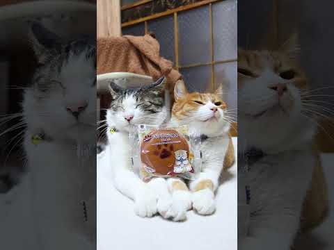 肉球印のもち入りどら焼き こしあん　260222　のせ猫　 cat cute kitty　 kitten cuteca… サムネイル