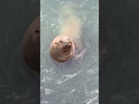 おたる水族館海産総選挙　⑥トド サムネイル