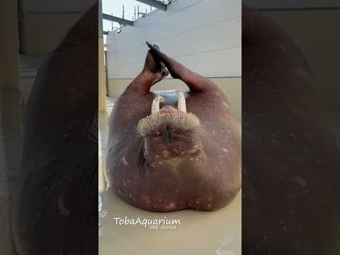《鳥羽水族館》トレーニングがんばって〜💪 鳥羽水族館 tobaaquarium セイウチ ポウ walrus サムネイル